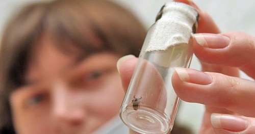 Три случая клещевого боррелиоза зарегистрированы в Тюменской области