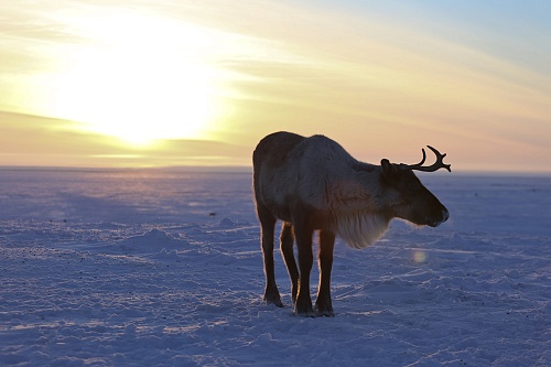 Холостые ненцы в тундре ищут невест с помощью оленей