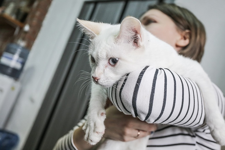 Где в Тюмени взять кошку или собаку из приюта