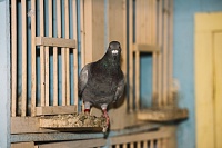 В Тобольске выпустят на волю спасенного голубя Симу