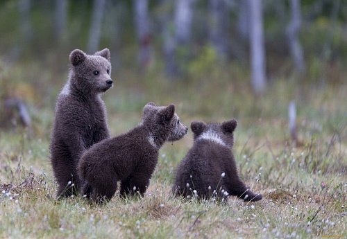 Трое голодных медвежат вышли к людям в Тюменской области
