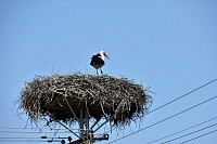 В Тюмени суд запретил энергетической компании вредить птицам