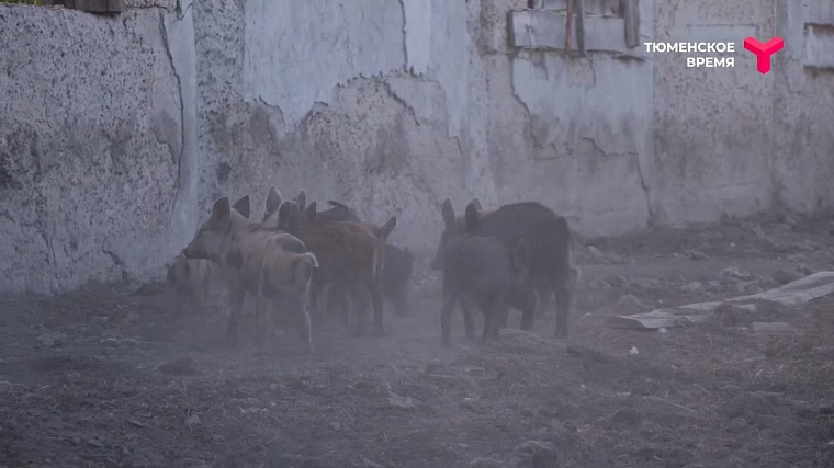 Агрохолдинг и охотничье хозяйство: чем живет Аромашевский район?