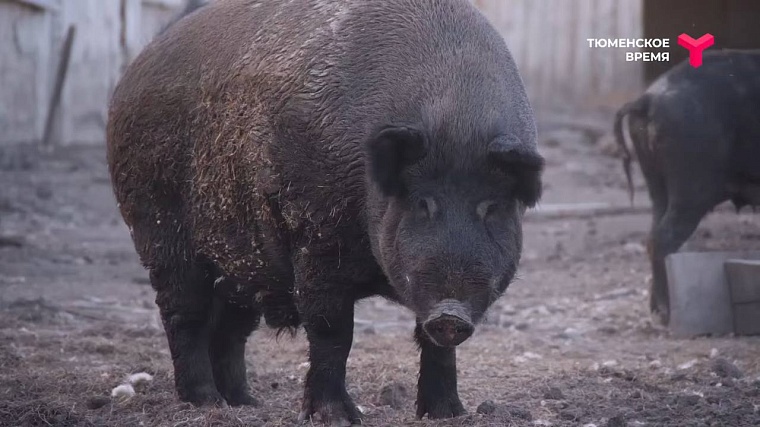 Агрохолдинг и охотничье хозяйство: чем живет Аромашевский район?