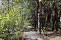 Реконструкция Затюменского парка: дорожки благоустроят, деревья не тронут