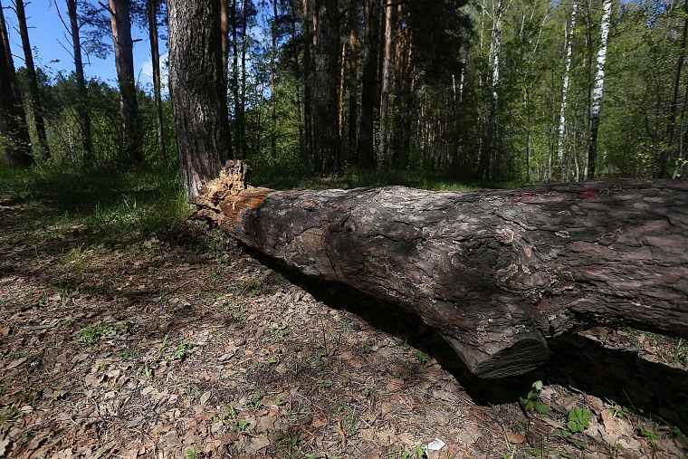 Реконструкция Затюменского парка: дорожки благоустроят, деревья не тронут