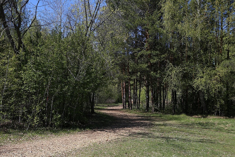 Реконструкция Затюменского парка: дорожки благоустроят, деревья не тронут