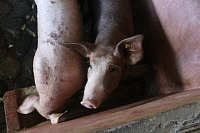 В Ишиме на инфицированном объекте установлен карантин по африканской чуме свиней