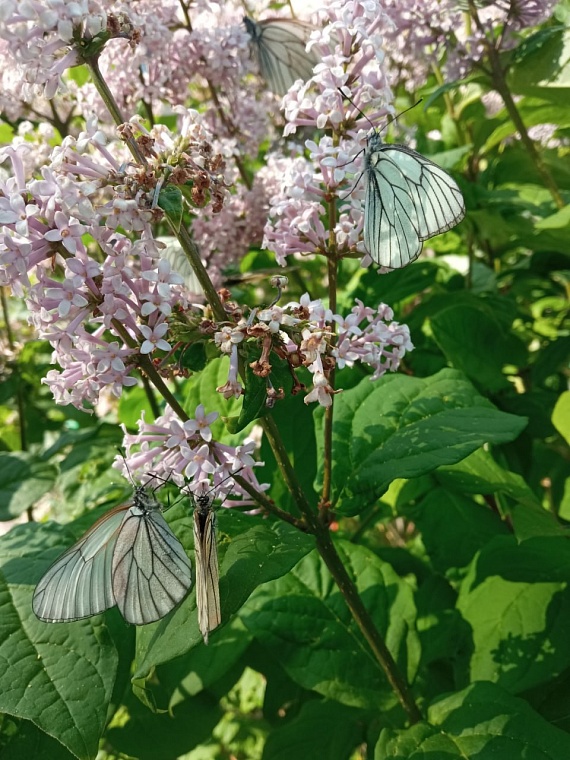 Бабочки-боярышницы заполонили всю Тюмень
