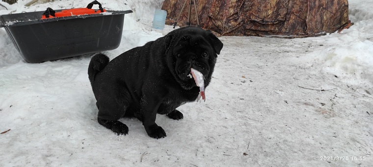 Как семья урайских блогеров собирает миллионные просмотры на трофейной рыбалке