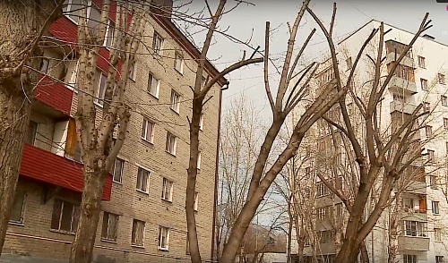 Тюменцы жалуются на варварскую обрезку деревьев