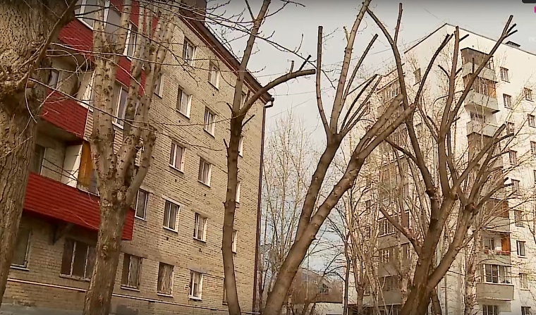 Тюменцы жалуются на варварскую обрезку деревьев