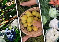 Чудеса с огорода: тюменцы хвалятся обильным урожаем