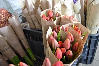 Где в Тюмени купить тепличные тюльпаны к 8 Марта