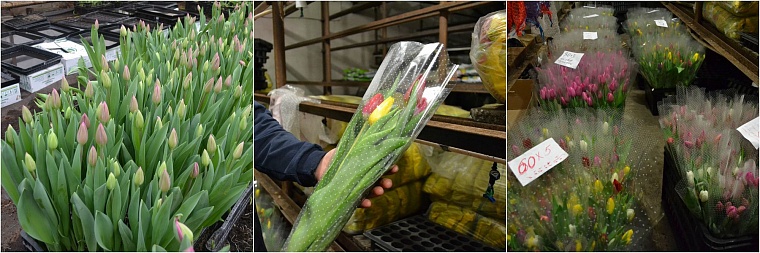 Где в Тюмени купить тепличные тюльпаны к 8 Марта