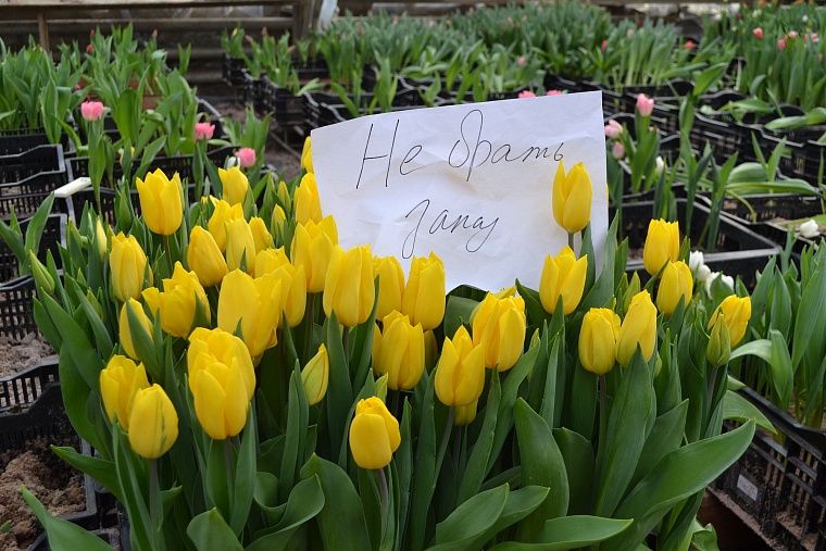 Где в Тюмени купить тепличные тюльпаны к 8 Марта