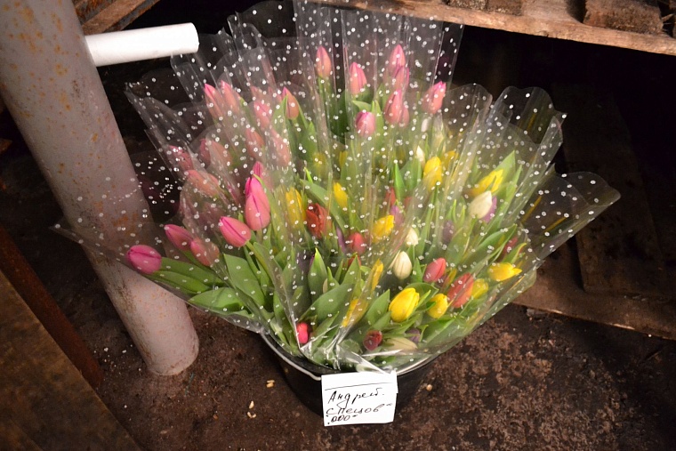 Где в Тюмени купить тепличные тюльпаны к 8 Марта