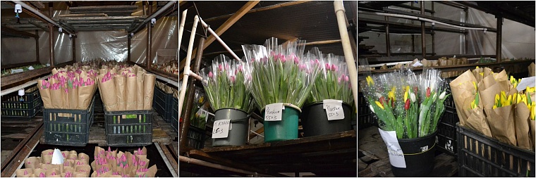 Где в Тюмени купить тепличные тюльпаны к 8 Марта