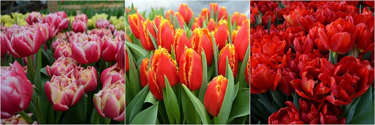 Где в Тюмени купить тепличные тюльпаны к 8 Марта