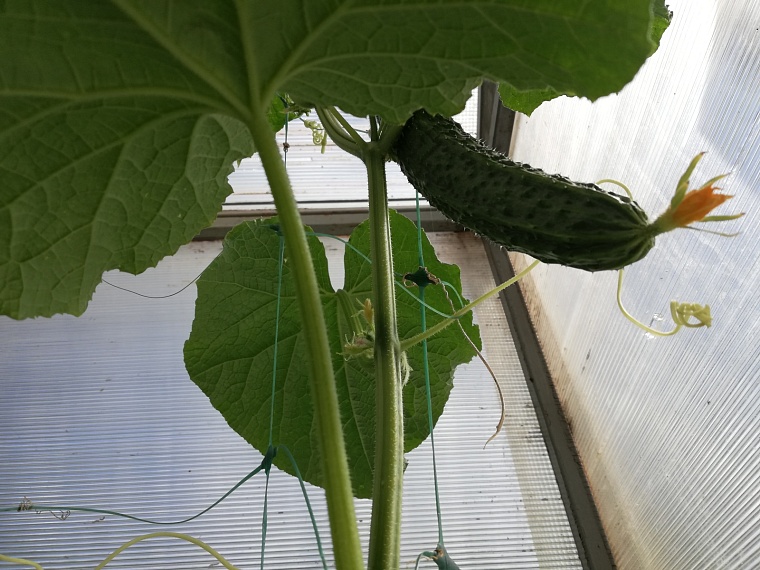 Почему огурцы желтеют в теплице: комментарий тюменского эксперта