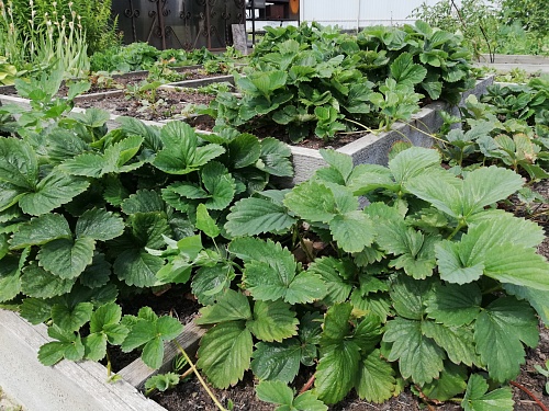 Как получить хороший урожай земляники: советы тюменского агронома