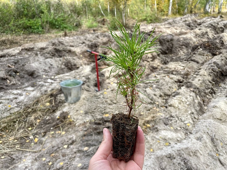 Тюменский «ЛесПаркХоз» отмечает 25-летие