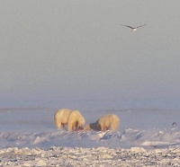 На Ямале эвакуированные медвежата Хара и Савэй прошли 350 километров