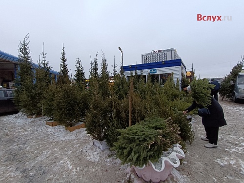Почем новогодние красавицы? В Тюмени открылись ёлочные базары