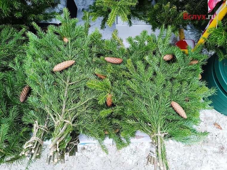 Почем новогодние красавицы? В Тюмени открылись ёлочные базары