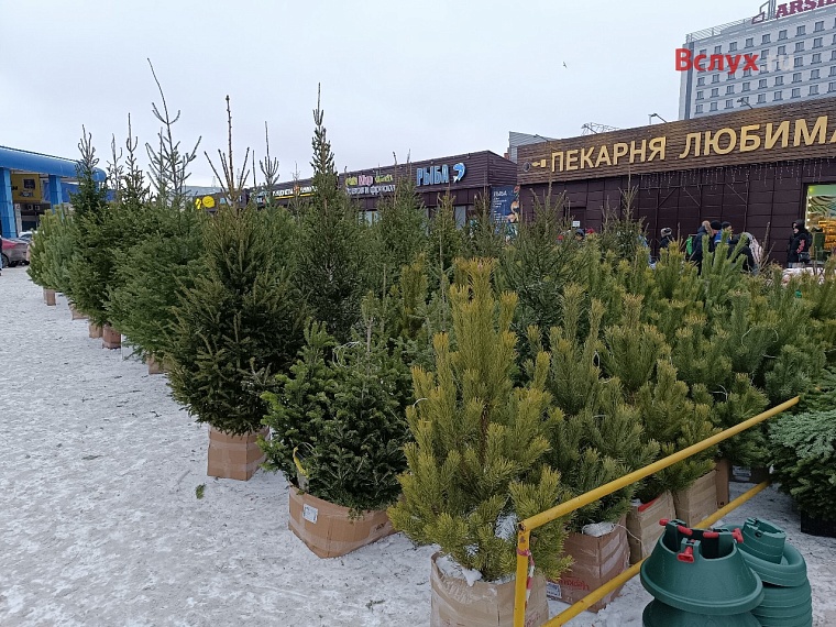 Почем новогодние красавицы? В Тюмени открылись ёлочные базары