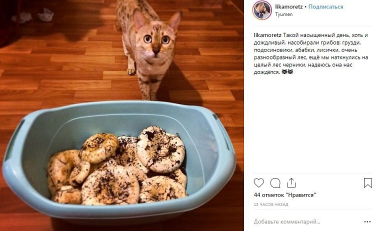 Выходные в соцсетях: дамы на велосипедах и грибные места близ Тюмени