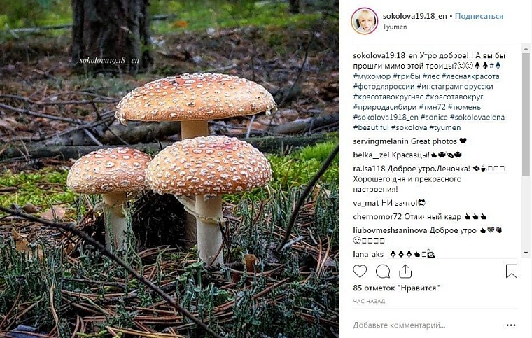 Выходные в соцсетях: дамы на велосипедах и грибные места близ Тюмени