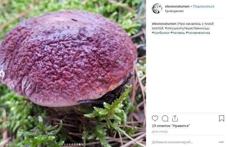 Выходные в соцсетях: дамы на велосипедах и грибные места близ Тюмени