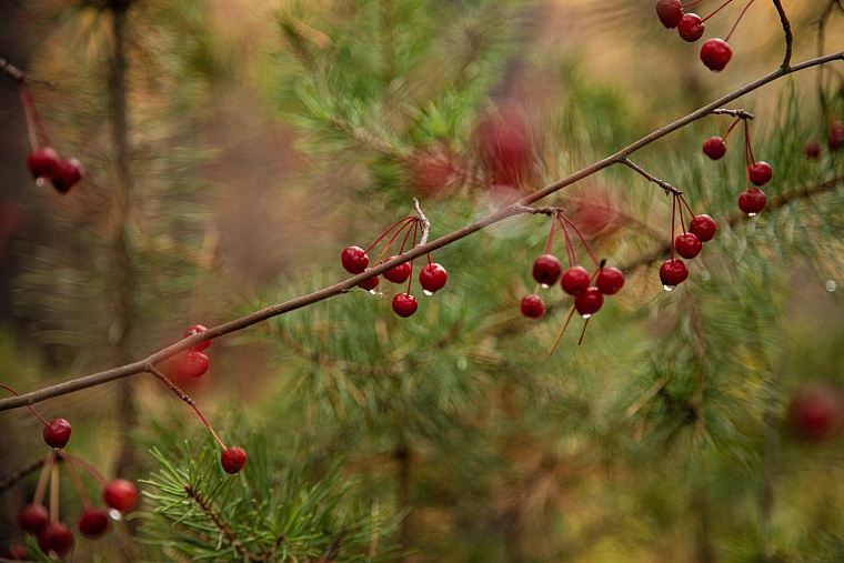 Народные приметы на 2 ноября: пока лист с вишни не опадет - зима не наступит