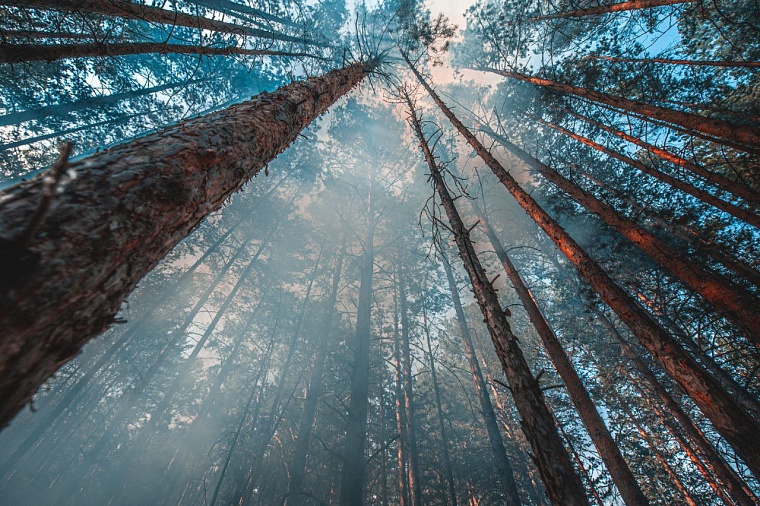 Губернатор Александр Моор: В регионе осложнилась ситуация с лесными пожарами