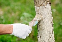 В октябре-ноябре садоводам советуют побелить деревья