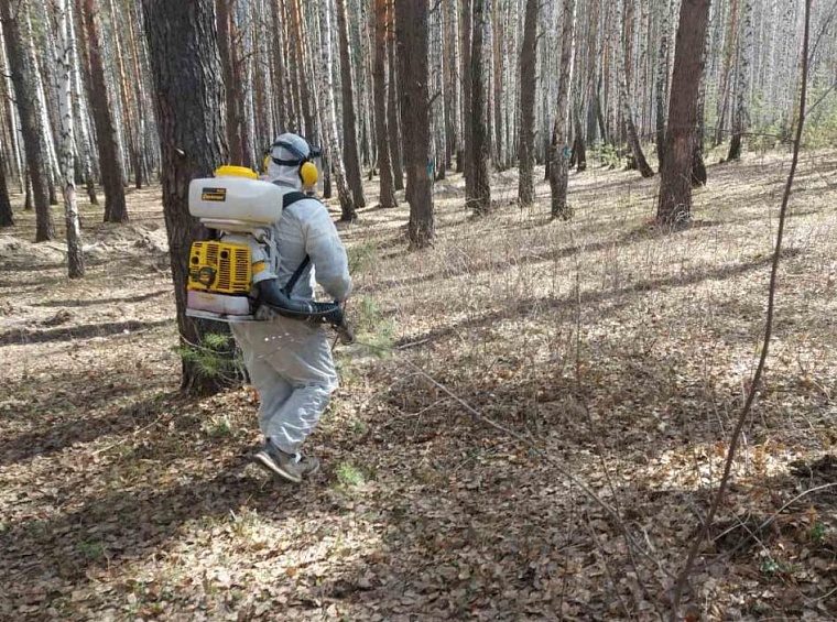 В Тюмени начинаются противоклещевые обработки на общественных территориях и в лесах