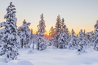 Если лес шумит, ожидается снег и оттепель