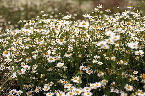 Тюменцам предлагают посадить ромашки на «Семейной клумбе» в День памяти Петра и Февронии