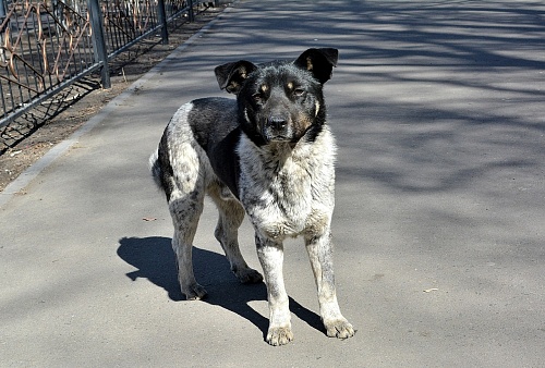 В Тюмени за прошедший год отловили почти 2 тысячи бездомных животных
