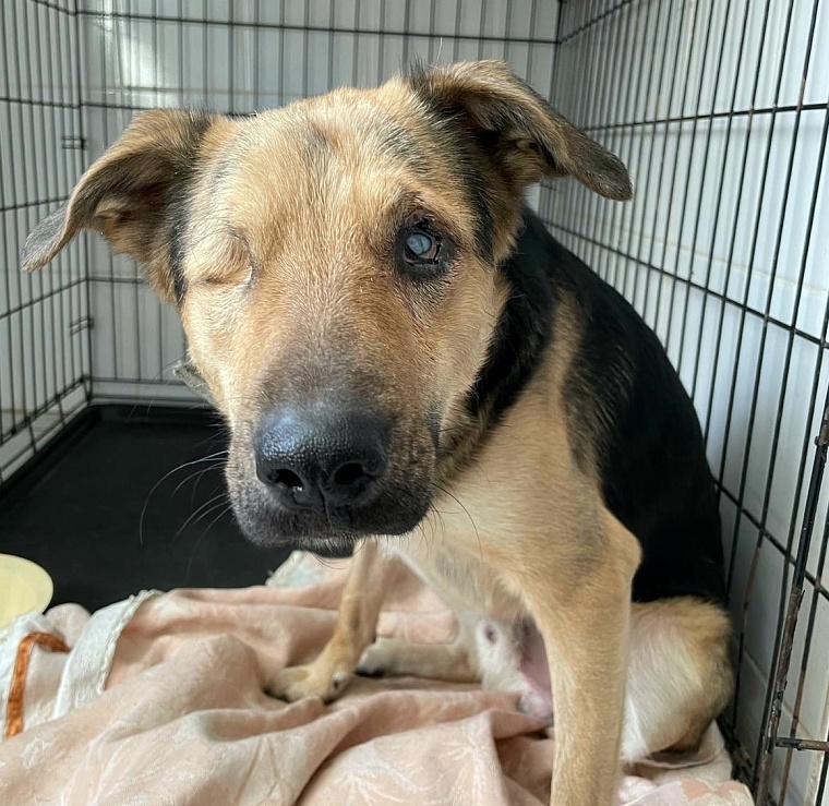 Псу Оскару, пострадавшему от рук живодёра, ищут новый дом