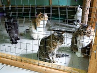 Кошачий приют "Мурка и Васька" нуждается в помощи волонтеров
