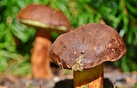 В Тюменской области два человека отравились грибами