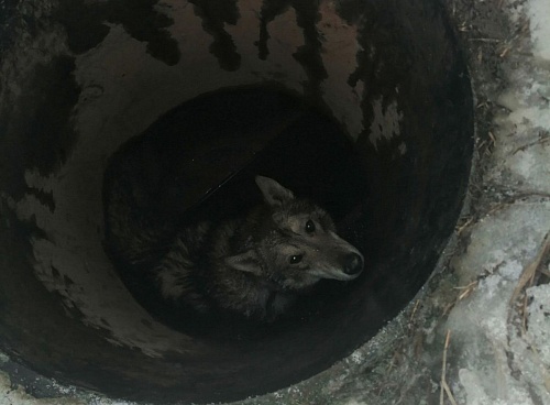 Тюменец неделю искал свою собаку, которая упала в колодец