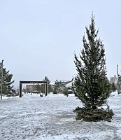 В тюменском парке Пограничников установили привезенную из Пермского края елку и новую горку