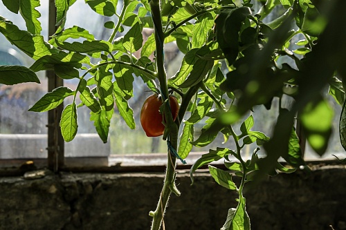 Как вырастить крепкую рассаду в Тюменской области