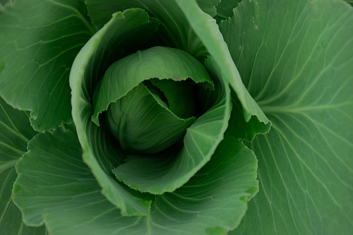 Тюменским дачникам рассказали, как бороться с тлей