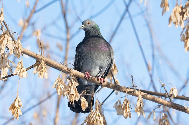 Стрижи и синицы в квартире. Как тюменки спасают птиц