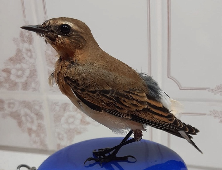 Стрижи и синицы в квартире. Как тюменки спасают птиц