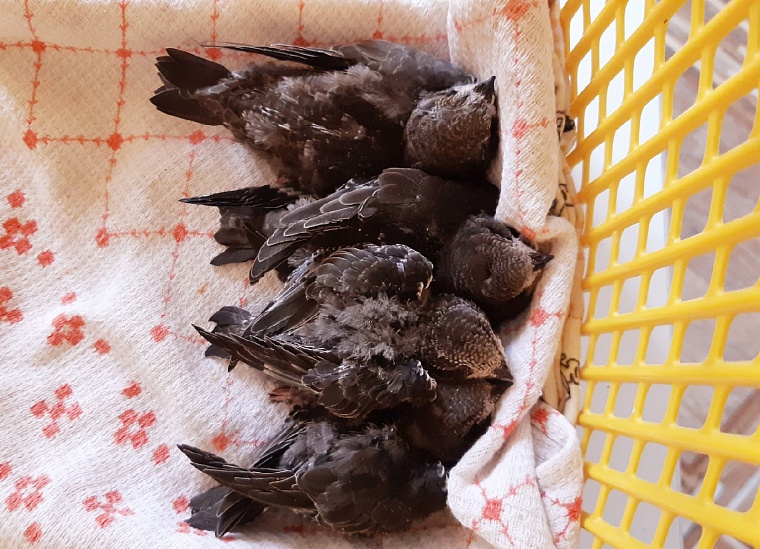 Стрижи и синицы в квартире. Как тюменки спасают птиц